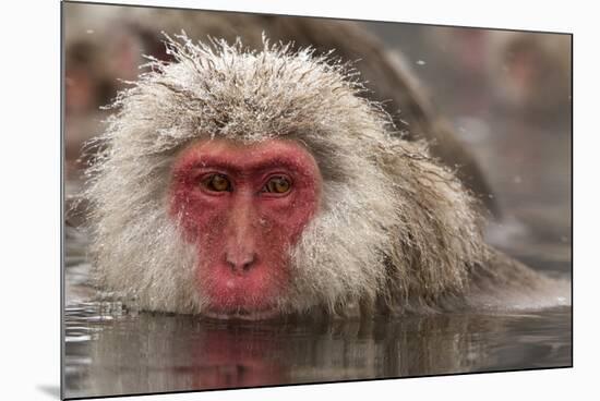 Japan, Jigokudani Monkey Park. Japanese macaque close-up.-Jaynes Gallery-Mounted Photographic Print