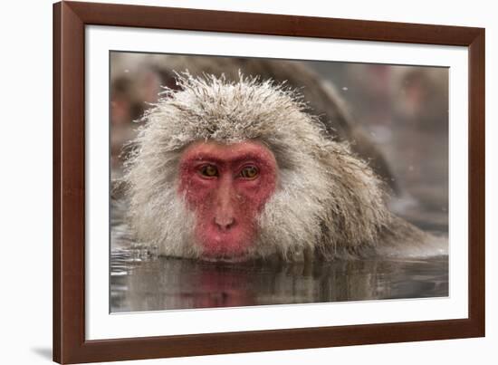 Japan, Jigokudani Monkey Park. Japanese macaque close-up.-Jaynes Gallery-Framed Photographic Print