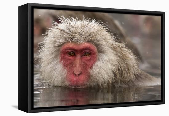 Japan, Jigokudani Monkey Park. Japanese macaque close-up.-Jaynes Gallery-Framed Stretched Canvas