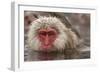 Japan, Jigokudani Monkey Park. Japanese macaque close-up.-Jaynes Gallery-Framed Photographic Print