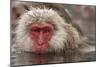 Japan, Jigokudani Monkey Park. Japanese macaque close-up.-Jaynes Gallery-Mounted Photographic Print