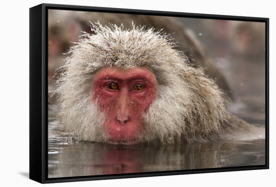 Japan, Jigokudani Monkey Park. Japanese macaque close-up.-Jaynes Gallery-Framed Stretched Canvas