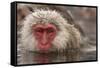 Japan, Jigokudani Monkey Park. Japanese macaque close-up.-Jaynes Gallery-Framed Stretched Canvas