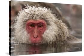 Japan, Jigokudani Monkey Park. Japanese macaque close-up.-Jaynes Gallery-Stretched Canvas