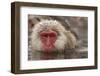 Japan, Jigokudani Monkey Park. Japanese macaque close-up.-Jaynes Gallery-Framed Photographic Print