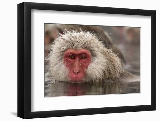 Japan, Jigokudani Monkey Park. Japanese macaque close-up.-Jaynes Gallery-Framed Photographic Print