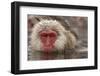 Japan, Jigokudani Monkey Park. Japanese macaque close-up.-Jaynes Gallery-Framed Photographic Print