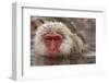 Japan, Jigokudani Monkey Park. Japanese macaque close-up.-Jaynes Gallery-Framed Photographic Print