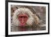 Japan, Jigokudani Monkey Park. Japanese macaque close-up.-Jaynes Gallery-Framed Photographic Print