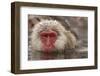 Japan, Jigokudani Monkey Park. Japanese macaque close-up.-Jaynes Gallery-Framed Premium Photographic Print