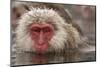 Japan, Jigokudani Monkey Park. Japanese macaque close-up.-Jaynes Gallery-Mounted Premium Photographic Print