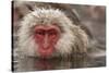 Japan, Jigokudani Monkey Park. Japanese macaque close-up.-Jaynes Gallery-Stretched Canvas