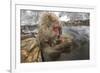 Japan, Jigokudani Monkey Park. Japanese macaque with nursing baby.-Jaynes Gallery-Framed Photographic Print