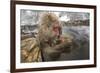 Japan, Jigokudani Monkey Park. Japanese macaque with nursing baby.-Jaynes Gallery-Framed Photographic Print