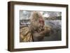 Japan, Jigokudani Monkey Park. Japanese macaque with nursing baby.-Jaynes Gallery-Framed Photographic Print