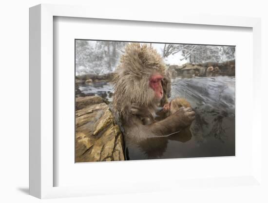 Japan, Jigokudani Monkey Park. Japanese macaque with nursing baby.-Jaynes Gallery-Framed Photographic Print