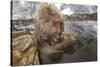 Japan, Jigokudani Monkey Park. Japanese macaque with nursing baby.-Jaynes Gallery-Stretched Canvas