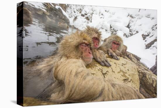 Japan, Jigokudani Monkey Park. Japanese macaques in thermal pool.-Jaynes Gallery-Stretched Canvas