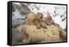 Japan, Jigokudani Monkey Park. Japanese macaques in thermal pool.-Jaynes Gallery-Framed Stretched Canvas