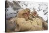 Japan, Jigokudani Monkey Park. Japanese macaques in thermal pool.-Jaynes Gallery-Stretched Canvas