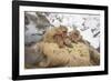 Japan, Jigokudani Monkey Park. Japanese macaques in thermal pool.-Jaynes Gallery-Framed Photographic Print