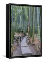 Japan, Kanagawa, Kamakura, Hokokuji Temple Garden-Rob Tilley-Framed Stretched Canvas