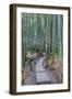 Japan, Kanagawa, Kamakura, Hokokuji Temple Garden-Rob Tilley-Framed Photographic Print