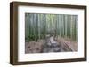 Japan, Kanagawa, Kamakura, Hokokuji Temple Garden-Rob Tilley-Framed Photographic Print