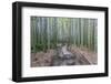 Japan, Kanagawa, Kamakura, Hokokuji Temple Garden-Rob Tilley-Framed Photographic Print