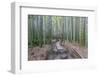 Japan, Kanagawa, Kamakura, Hokokuji Temple Garden-Rob Tilley-Framed Photographic Print