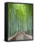 Japan, Kyoto, Arashiyama, Adashino Nembutsu-ji Temple, Bamboo Forest-Steve Vidler-Framed Stretched Canvas