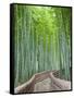 Japan, Kyoto, Arashiyama, Adashino Nembutsu-ji Temple, Bamboo Forest-Steve Vidler-Framed Stretched Canvas