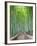 Japan, Kyoto, Arashiyama, Adashino Nembutsu-ji Temple, Bamboo Forest-Steve Vidler-Framed Photographic Print