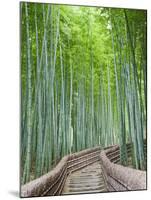 Japan, Kyoto, Arashiyama, Adashino Nembutsu-ji Temple, Bamboo Forest-Steve Vidler-Mounted Photographic Print