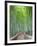 Japan, Kyoto, Arashiyama, Adashino Nembutsu-ji Temple, Bamboo Forest-Steve Vidler-Framed Photographic Print