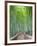 Japan, Kyoto, Arashiyama, Adashino Nembutsu-ji Temple, Bamboo Forest-Steve Vidler-Framed Photographic Print