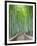 Japan, Kyoto, Arashiyama, Adashino Nembutsu-ji Temple, Bamboo Forest-Steve Vidler-Framed Photographic Print