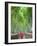 Japan, Kyoto, Arashiyama, Adashino Nembutsu-ji Temple, Bamboo Forest-Steve Vidler-Framed Photographic Print