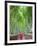 Japan, Kyoto, Arashiyama, Adashino Nembutsu-ji Temple, Bamboo Forest-Steve Vidler-Framed Photographic Print