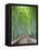 Japan, Kyoto, Arashiyama, Adashino Nembutsu-ji Temple, Bamboo Forest-Steve Vidler-Framed Stretched Canvas