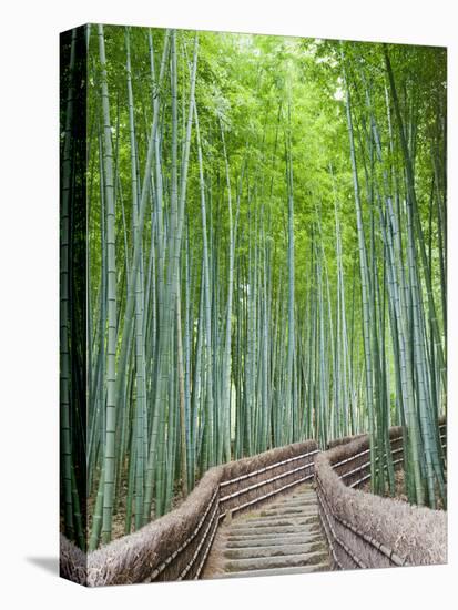 Japan, Kyoto, Arashiyama, Adashino Nembutsu-ji Temple, Bamboo Forest-Steve Vidler-Stretched Canvas