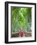 Japan, Kyoto, Arashiyama, Adashino Nembutsu-ji Temple, Bamboo Forest-Steve Vidler-Framed Premium Photographic Print