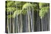 Japan, Kyoto, Arashiyama, Adashino Nenbutsu-Ji Temple-Jane Sweeney-Stretched Canvas