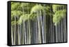 Japan, Kyoto, Arashiyama, Adashino Nenbutsu-Ji Temple-Jane Sweeney-Framed Stretched Canvas