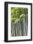 Japan, Kyoto, Arashiyama, Adashino Nenbutsu-Ji Temple-Jane Sweeney-Framed Photographic Print