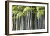 Japan, Kyoto, Arashiyama, Adashino Nenbutsu-Ji Temple-Jane Sweeney-Framed Photographic Print