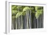 Japan, Kyoto, Arashiyama, Adashino Nenbutsu-Ji Temple-Jane Sweeney-Framed Photographic Print