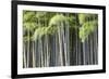 Japan, Kyoto, Arashiyama, Adashino Nenbutsu-Ji Temple-Jane Sweeney-Framed Photographic Print