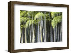 Japan, Kyoto, Arashiyama, Adashino Nenbutsu-Ji Temple-Jane Sweeney-Framed Photographic Print