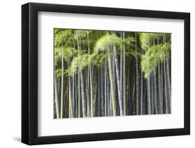 Japan, Kyoto, Arashiyama, Adashino Nenbutsu-Ji Temple-Jane Sweeney-Framed Photographic Print